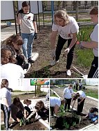 Ершовцы, участвуя в международной акции «Сад памяти», посадили саженцы рябины, березы, каштанов и сирени