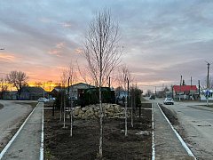 Озеленение городских территорий: совместная работа на благо Ершова