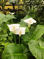 Туристов из Ершова погрузили... «в атмосферу баунти»