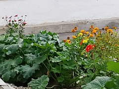 Работа МКУ «Благоустройство» вдохновляет ершовцев преображать придомовые участки