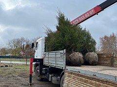 Озеленение городских территорий: совместная работа на благо Ершова