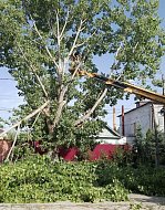 На территории Ершовского района проводятся плановые работы по санитарной обрезке деревьев