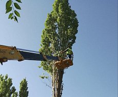 На территории Ершовского района проводятся плановые работы по санитарной обрезке деревьев