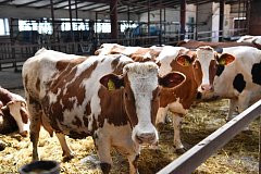 Саратовская область признана благополучной по ящуру