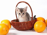 Знакомим ершовцев с «забавными» праздниками