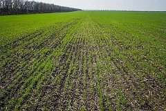 В Ершовском районе завершена посевная кампания: план выполнен на 100%