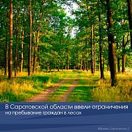 В Саратовской области ввели ограничения на пребывание граждан в лесах