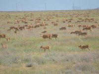 Проработан механизм поддержки для фермеров, пострадавших от нашествия сайгаков