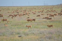 Проработан механизм поддержки для фермеров, пострадавших от нашествия сайгаков