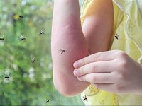 Минздрав: лучше предотвращать укусы насекомых, чем бороться с их последствиями