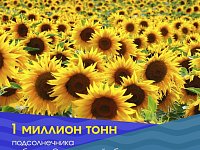 В Саратовской области собран миллион тонн подсолнечника
